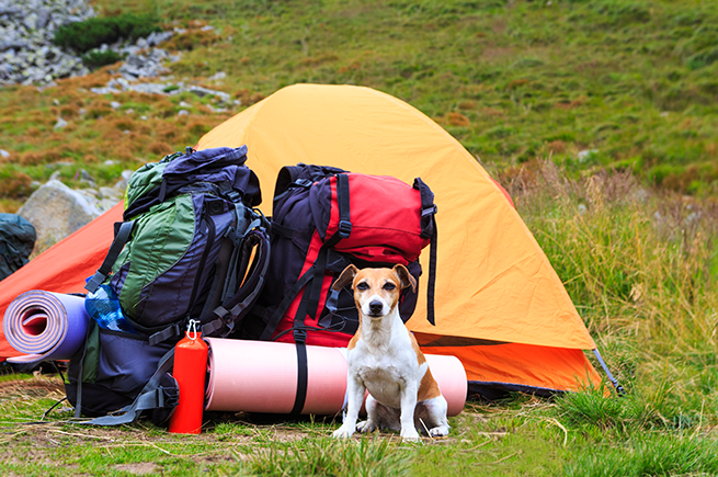 How to Prepare Your Small Dog for Cold Weather Camping: Tips and Gear Suggestions