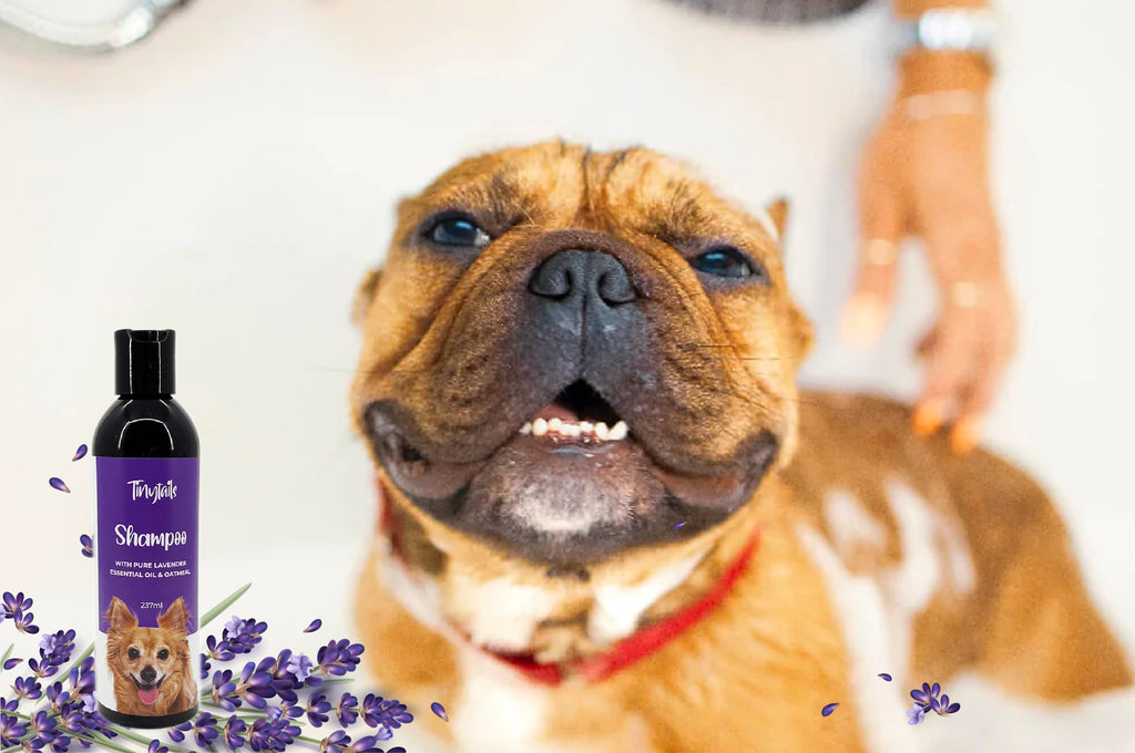 Best Dog Shampoos for a Happy and Healthy Pup