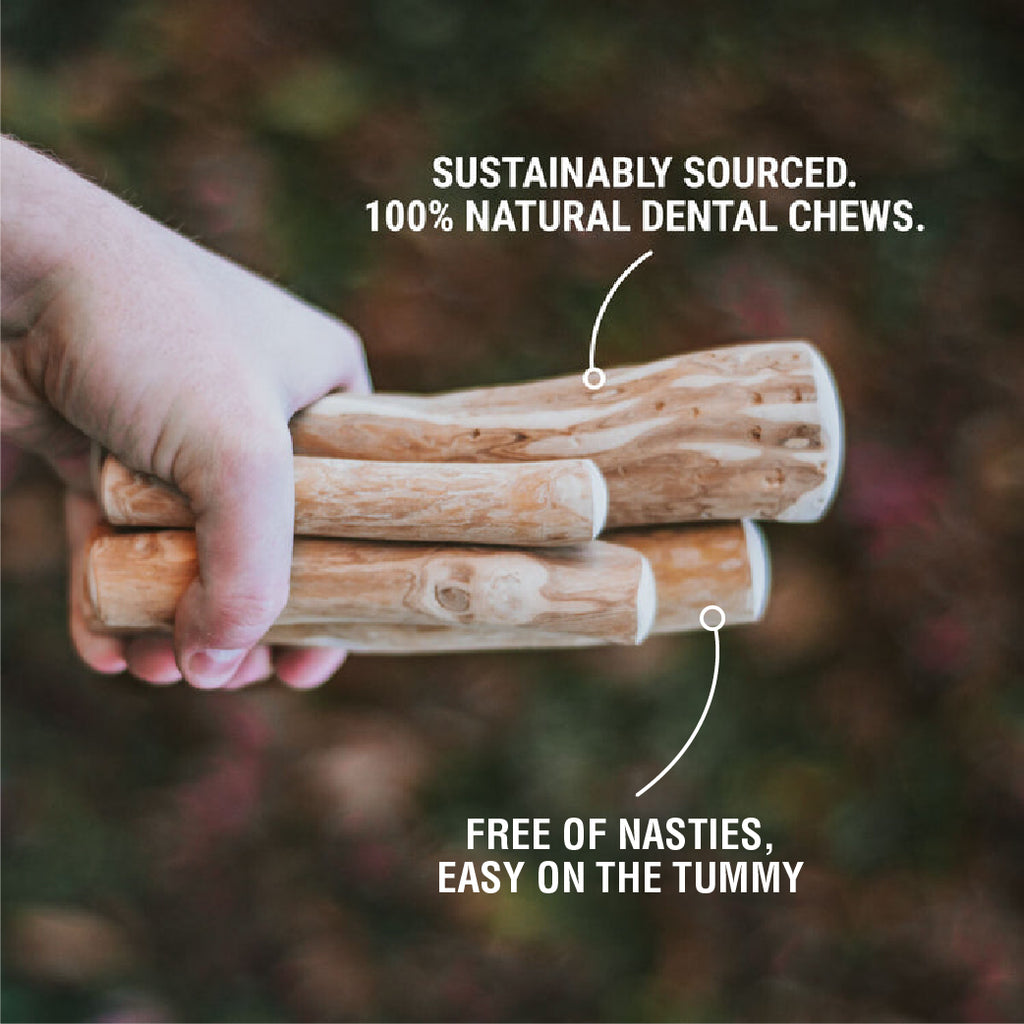 Coffee wood chew sticks with information