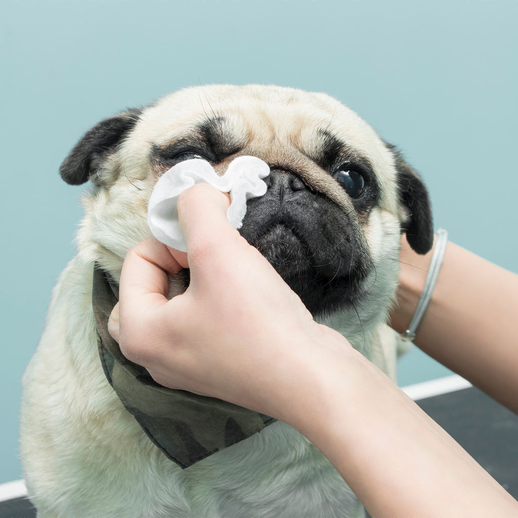 Cleaning dog's eyes with Tinytails eye wipes